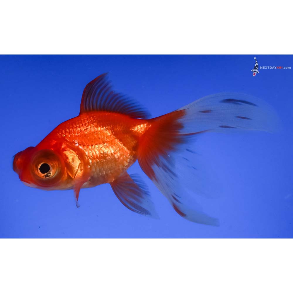 4” Imported Red Butterfly Tail