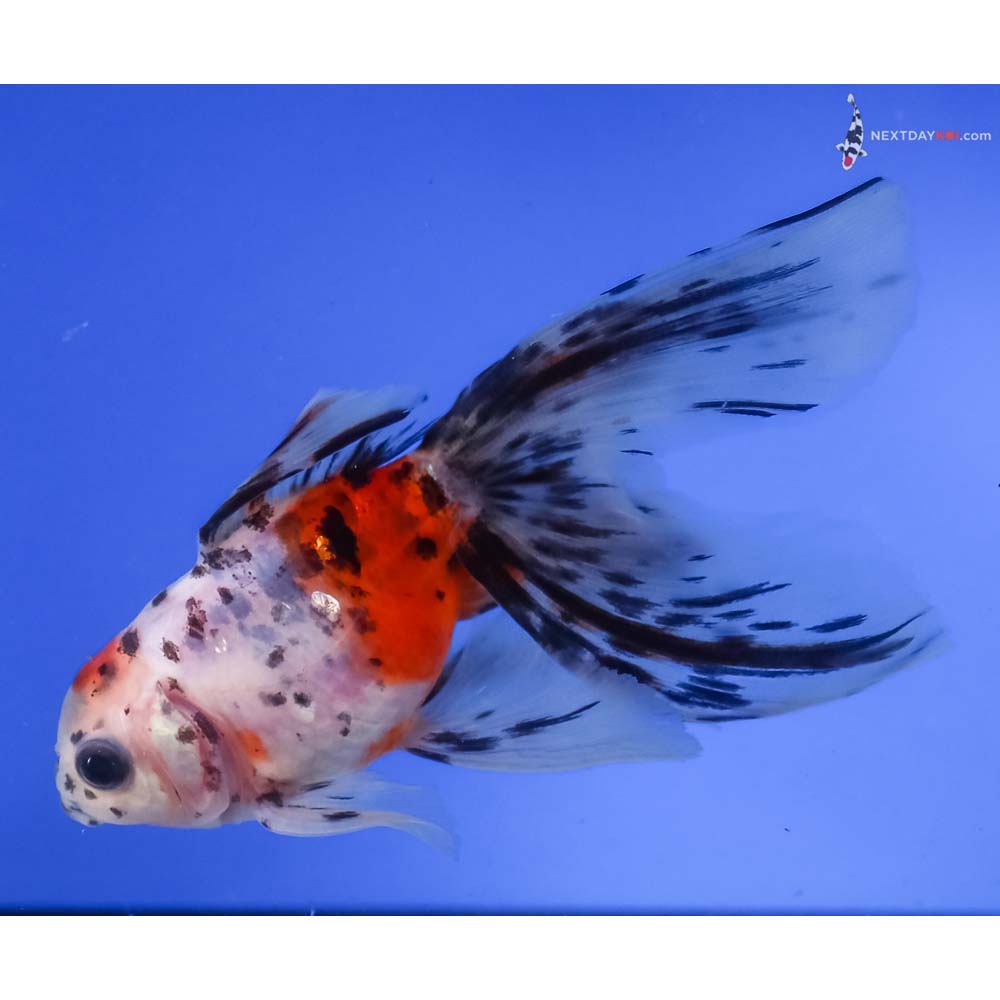 4.5” Imported Calico Fantail