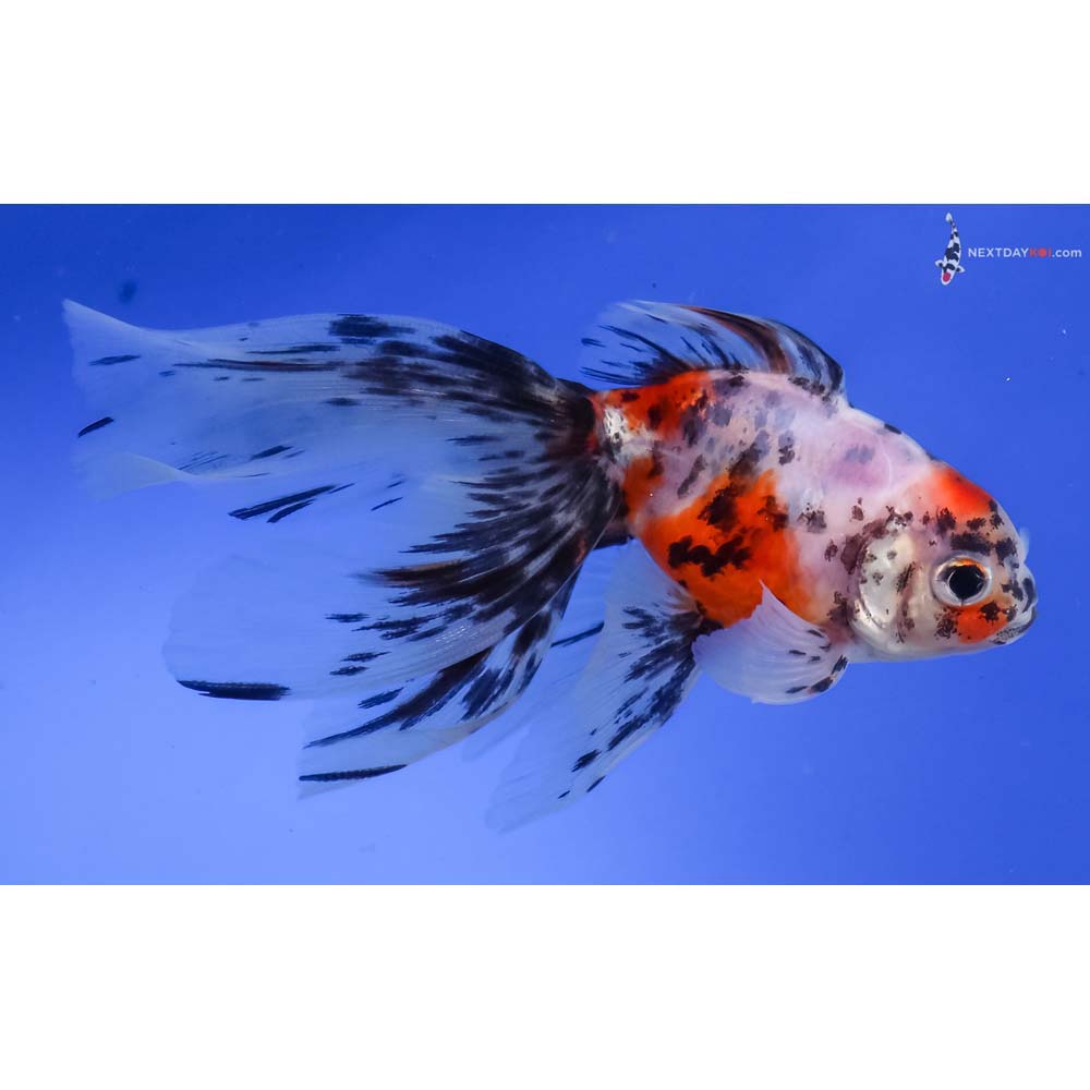 4.5” Imported Calico Fantail