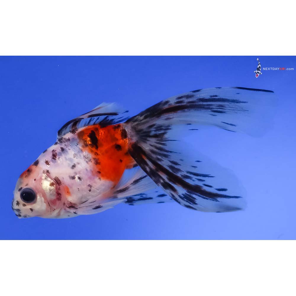 4.5” Imported Calico Fantail
