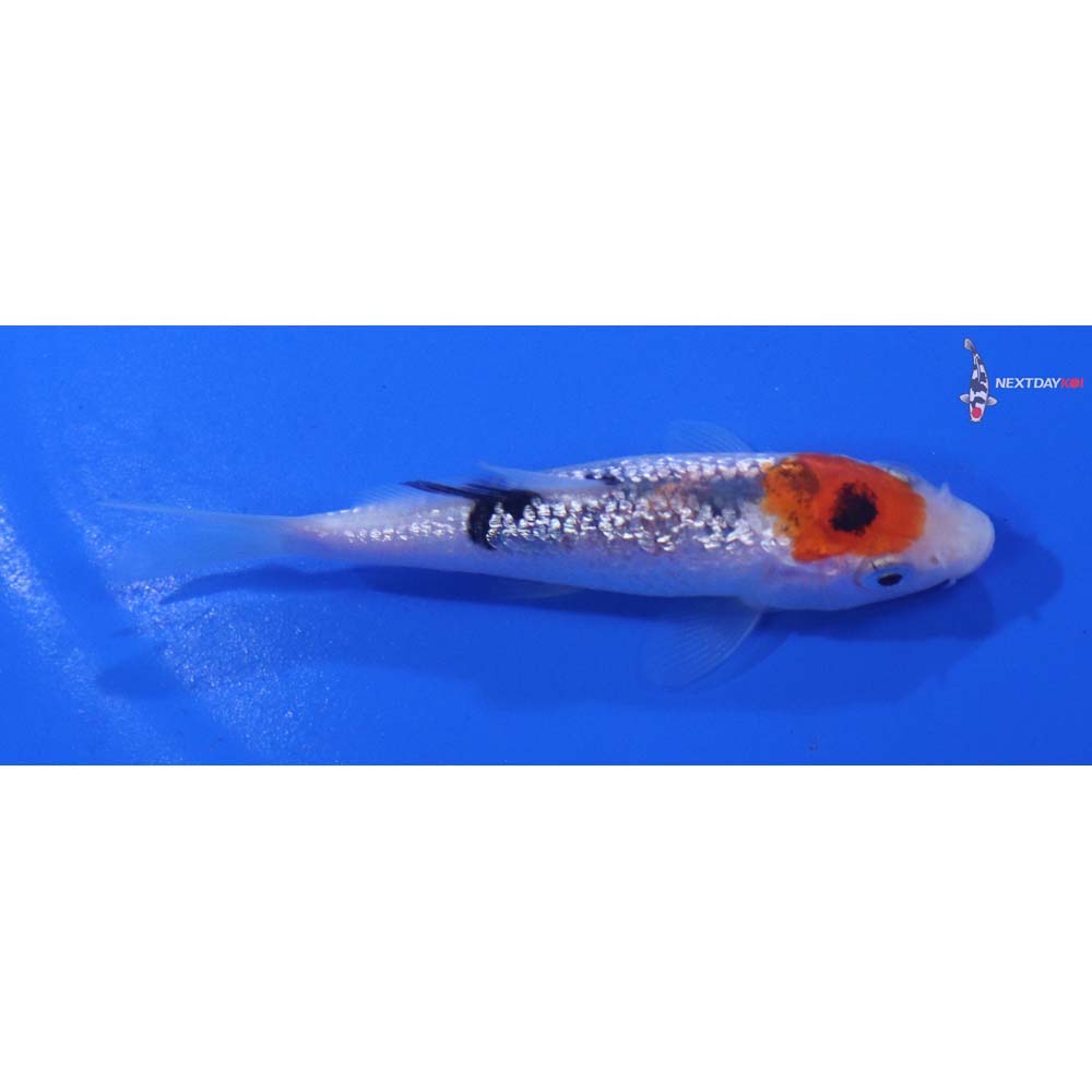 3” Imported Gin Rin Sanke