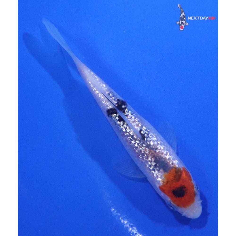 3” Imported Gin Rin Sanke