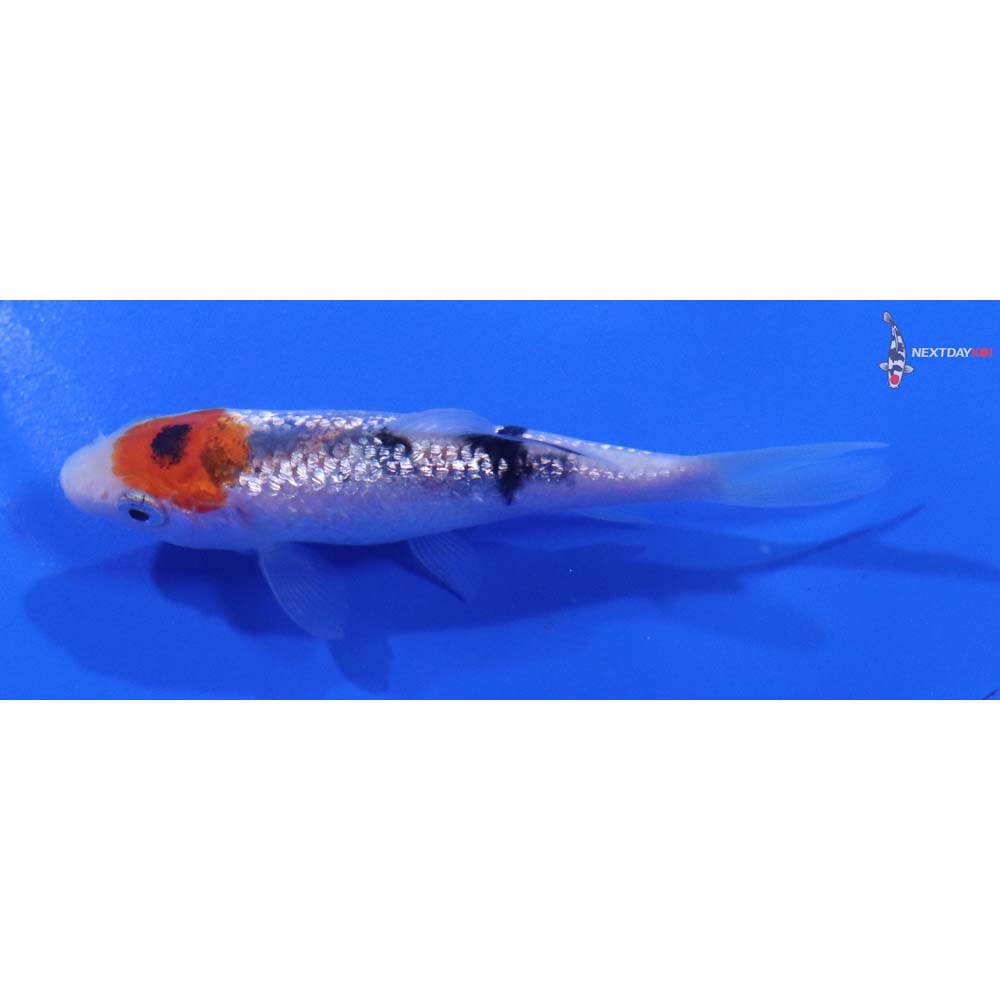 3” Imported Gin Rin Sanke