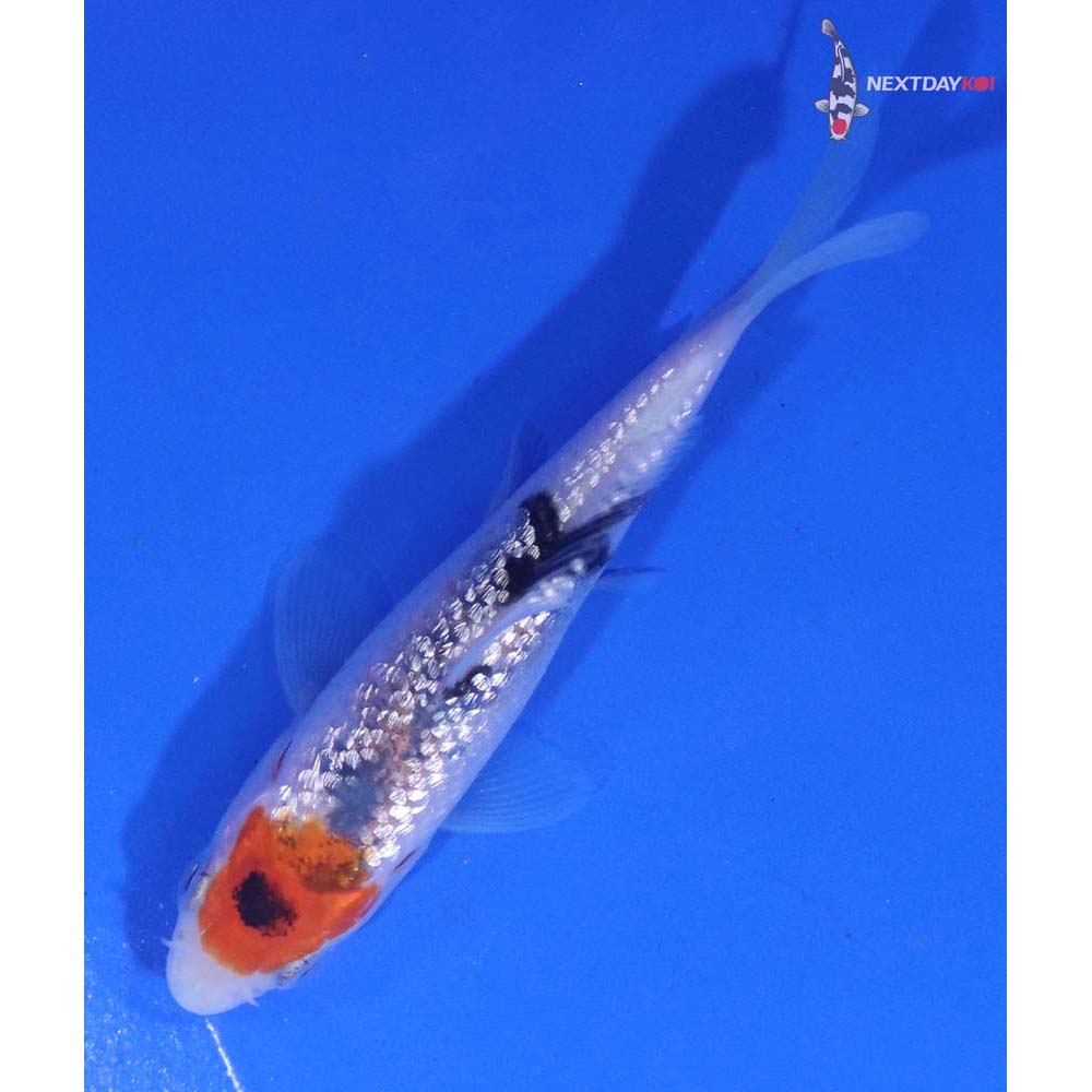 3” Imported Gin Rin Sanke
