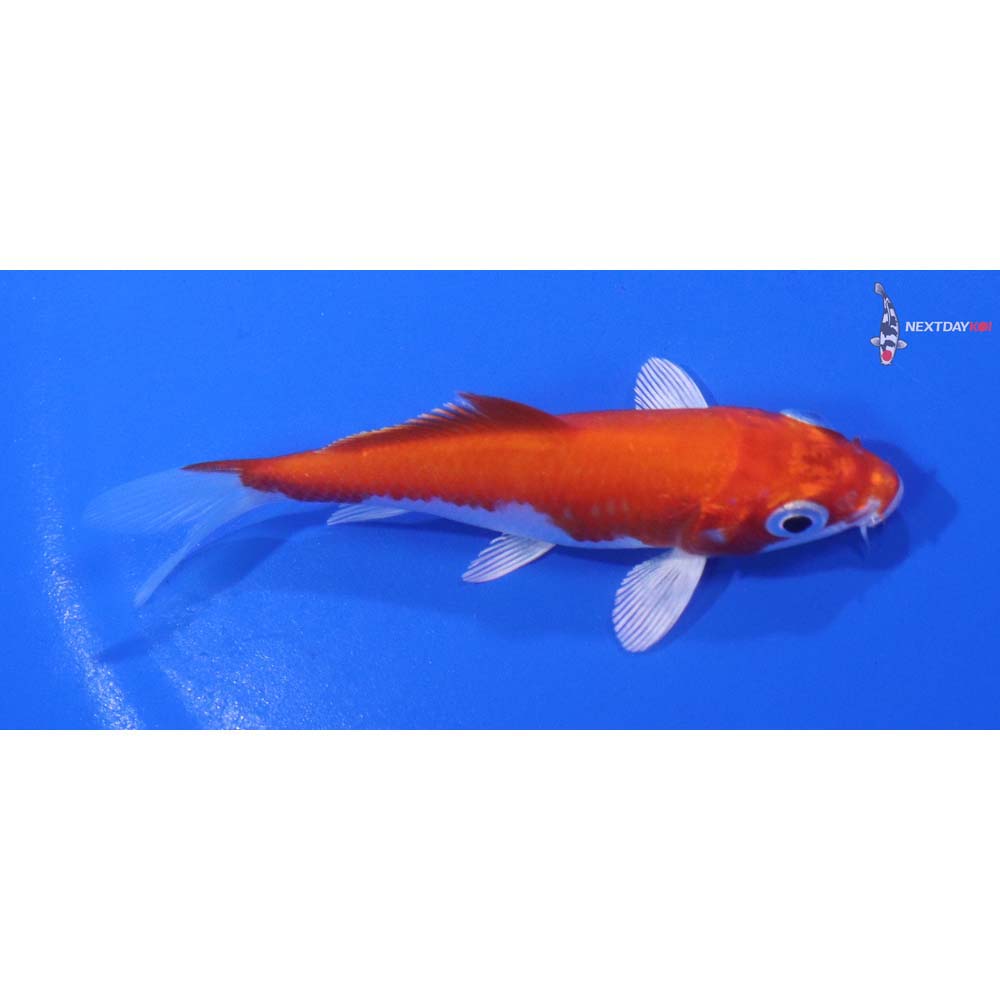 3.5” Imported Hariwake