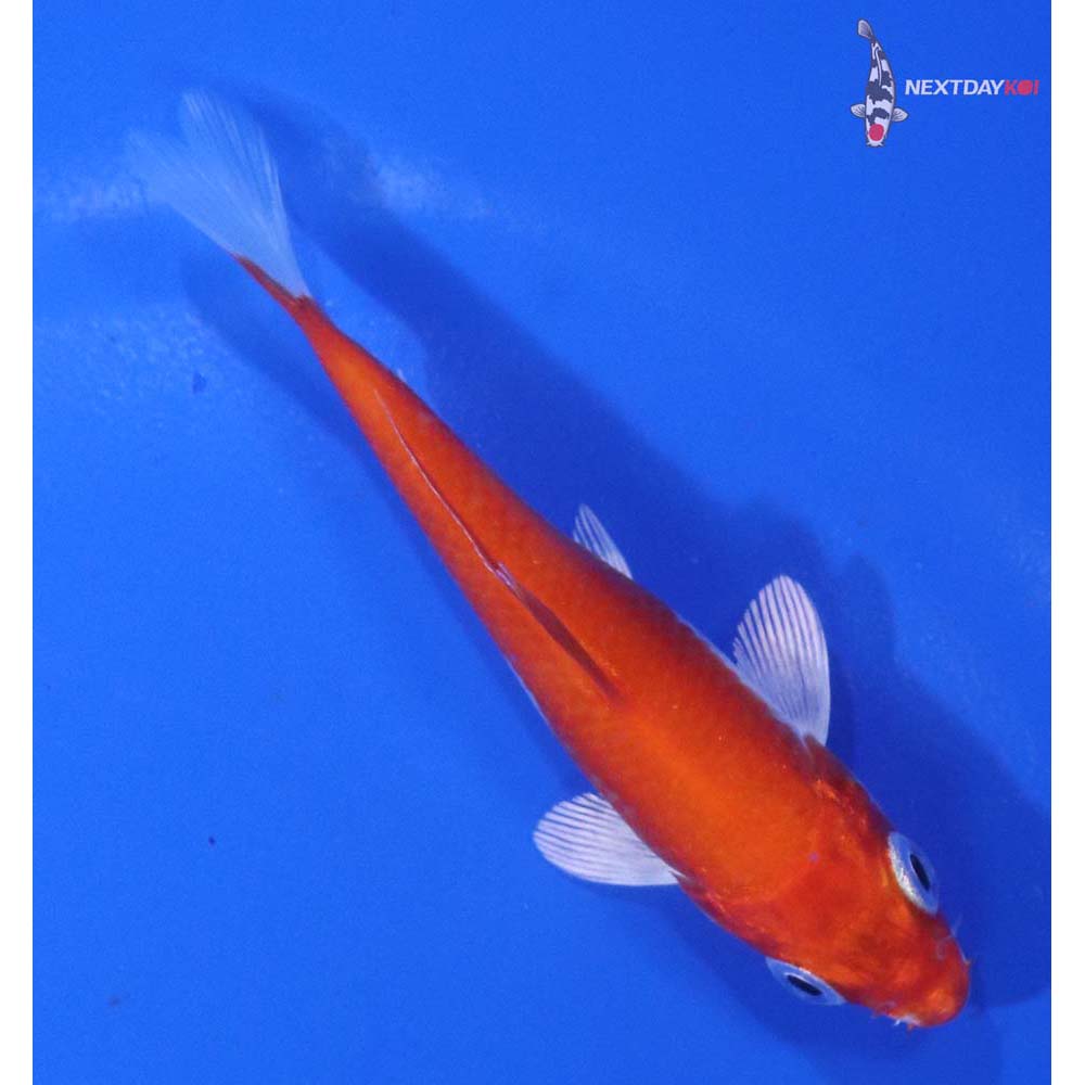 3.5” Imported Hariwake
