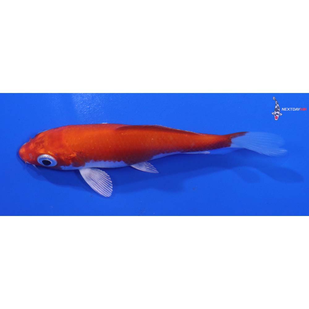 3.5” Imported Hariwake