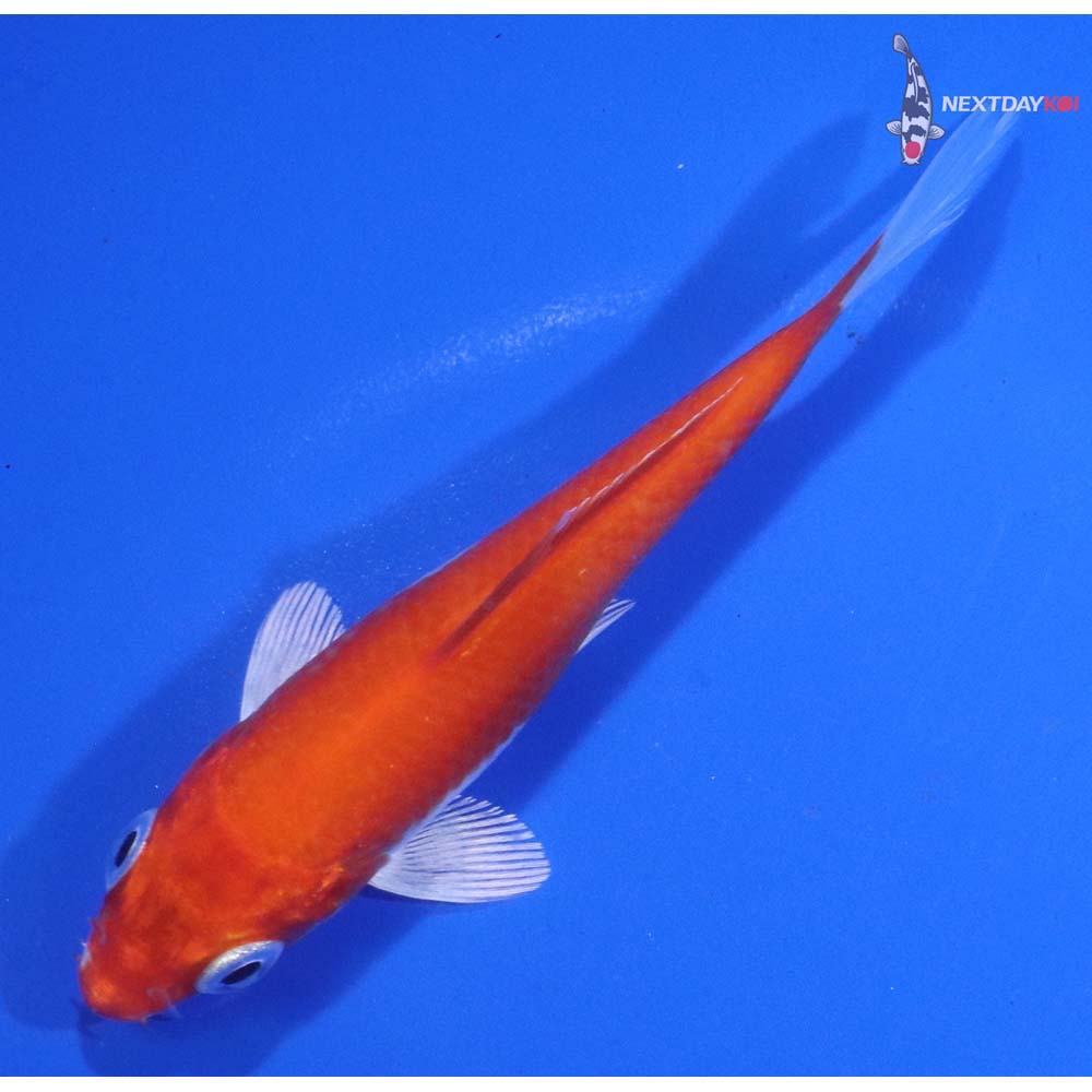 3.5” Imported Hariwake