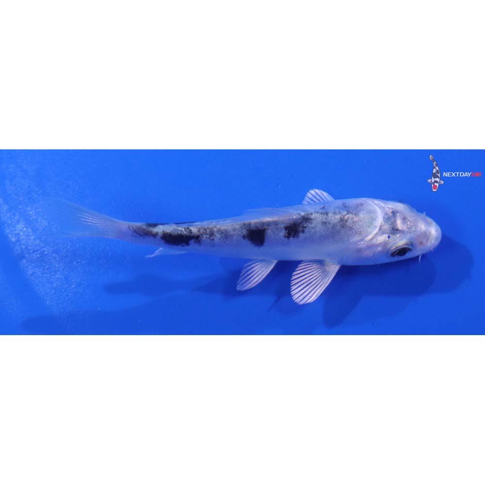 3.5” Imported Doitsu Gin Shiro Bekko
