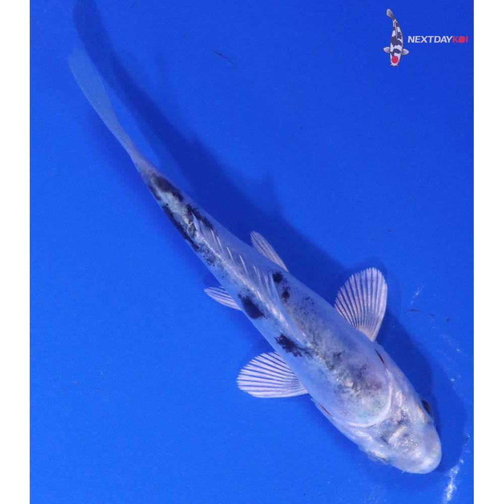 3.5” Imported Doitsu Gin Shiro Bekko
