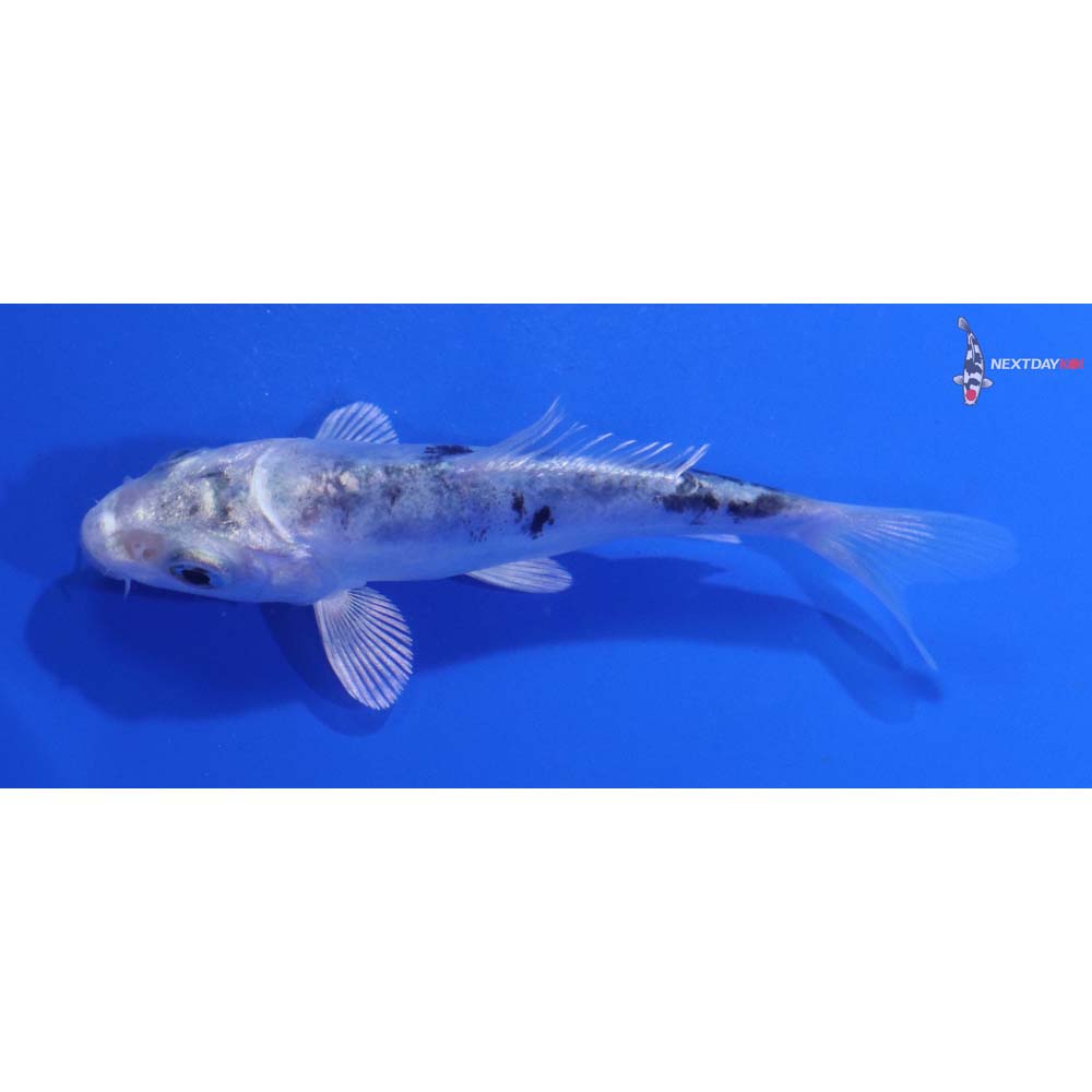 3.5” Imported Doitsu Gin Shiro Bekko