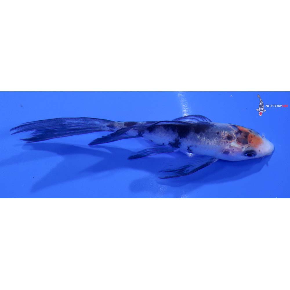 3.5” Imported Shiro Bekko Butterfly Koi