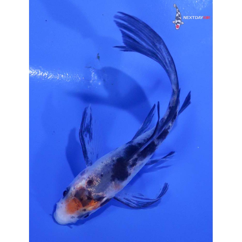 3.5” Imported Shiro Bekko Butterfly Koi