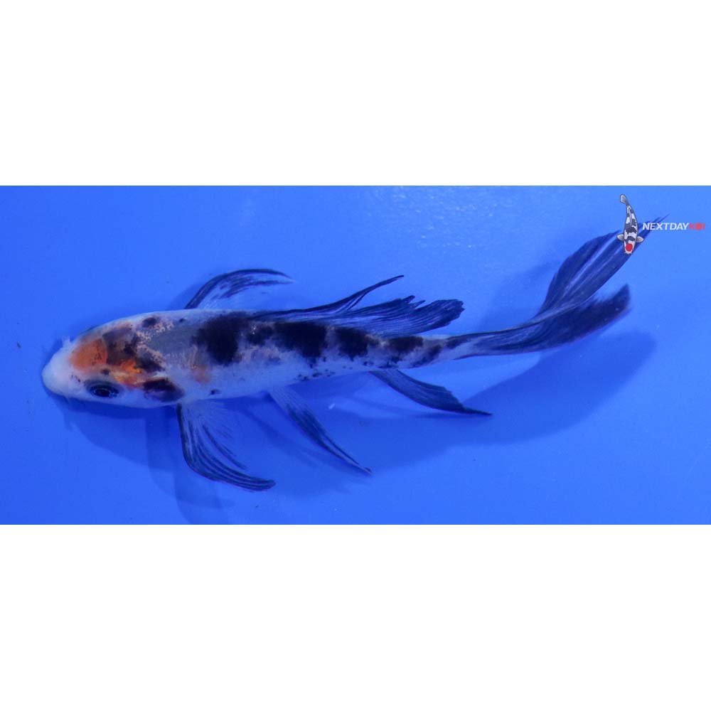 3.5” Imported Shiro Bekko Butterfly Koi