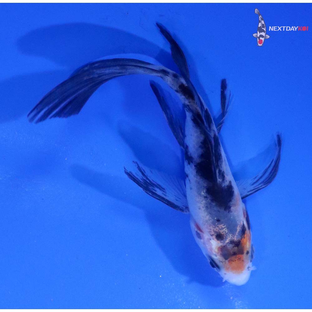 3.5” Imported Shiro Bekko Butterfly Koi