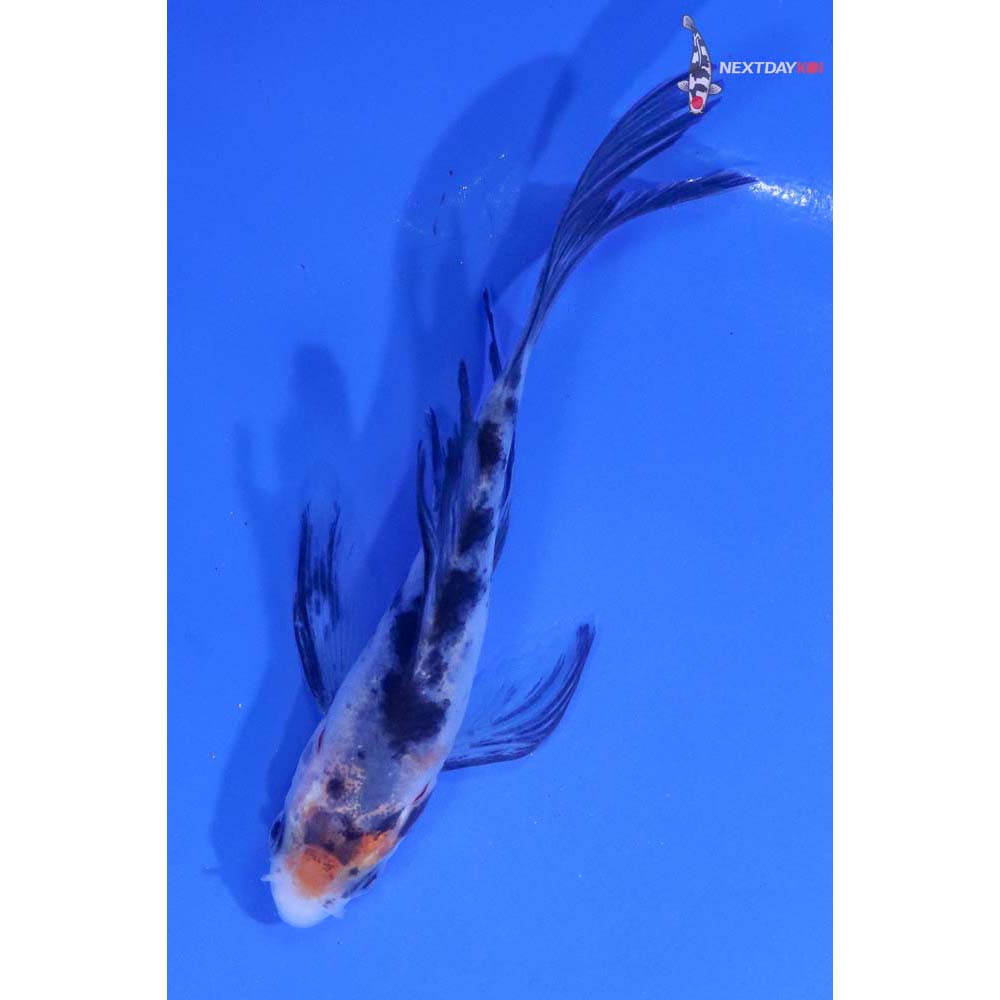 3.5” Imported Shiro Bekko Butterfly Koi