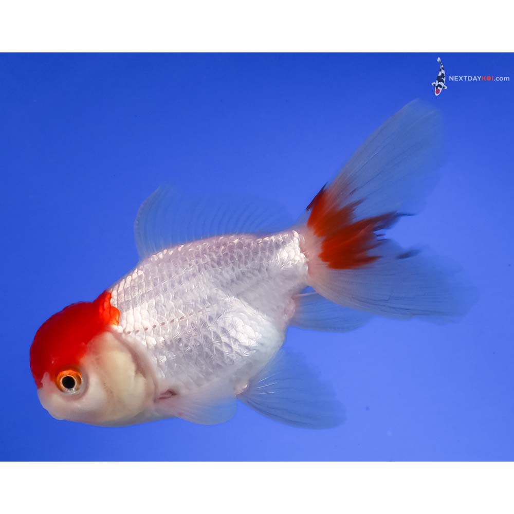 4” Imported Redcap Oranda