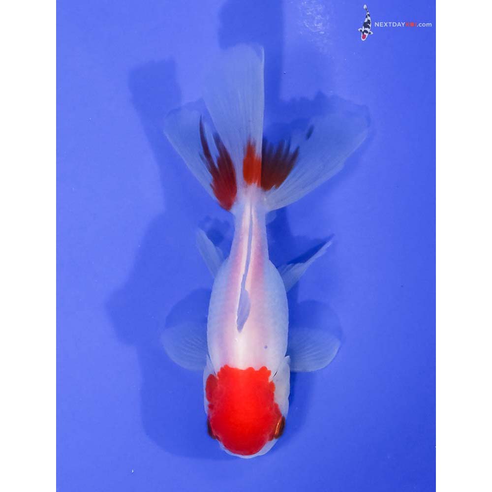 4” Imported Redcap Oranda