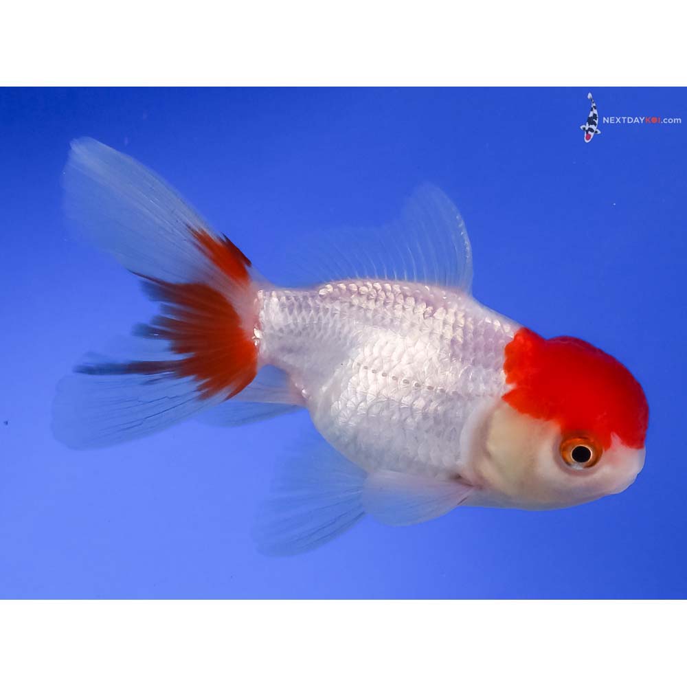4” Imported Redcap Oranda