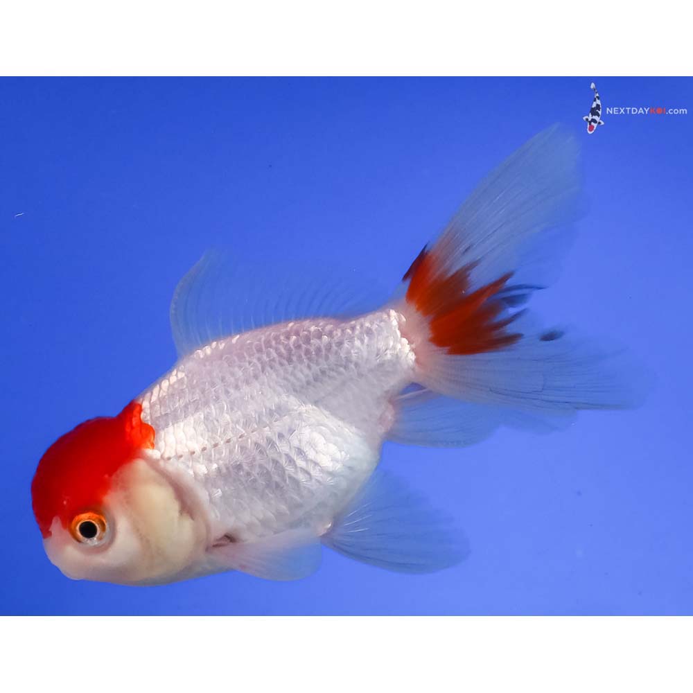 4” Imported Redcap Oranda