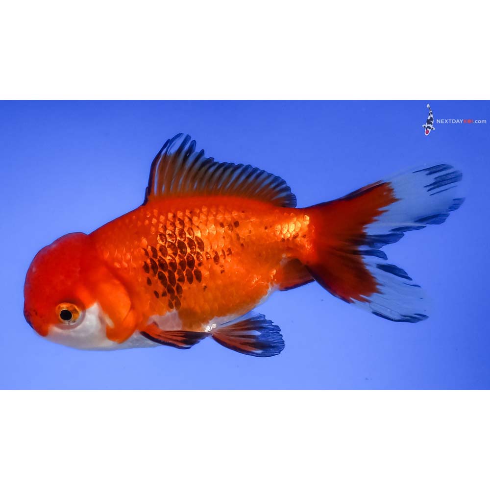 4” Imported Tri Color Oranda