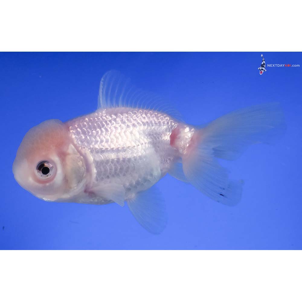 4.5” Imported White Oranda