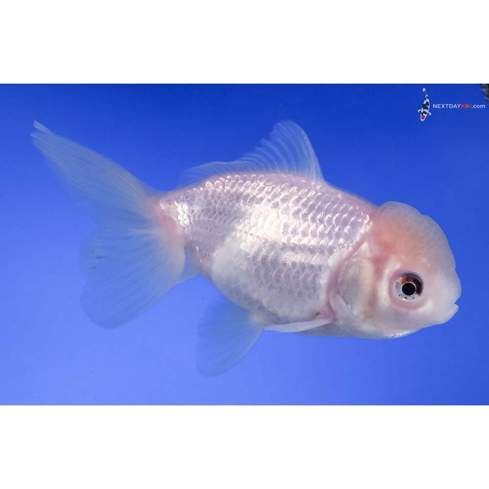 4.5” Imported White Oranda