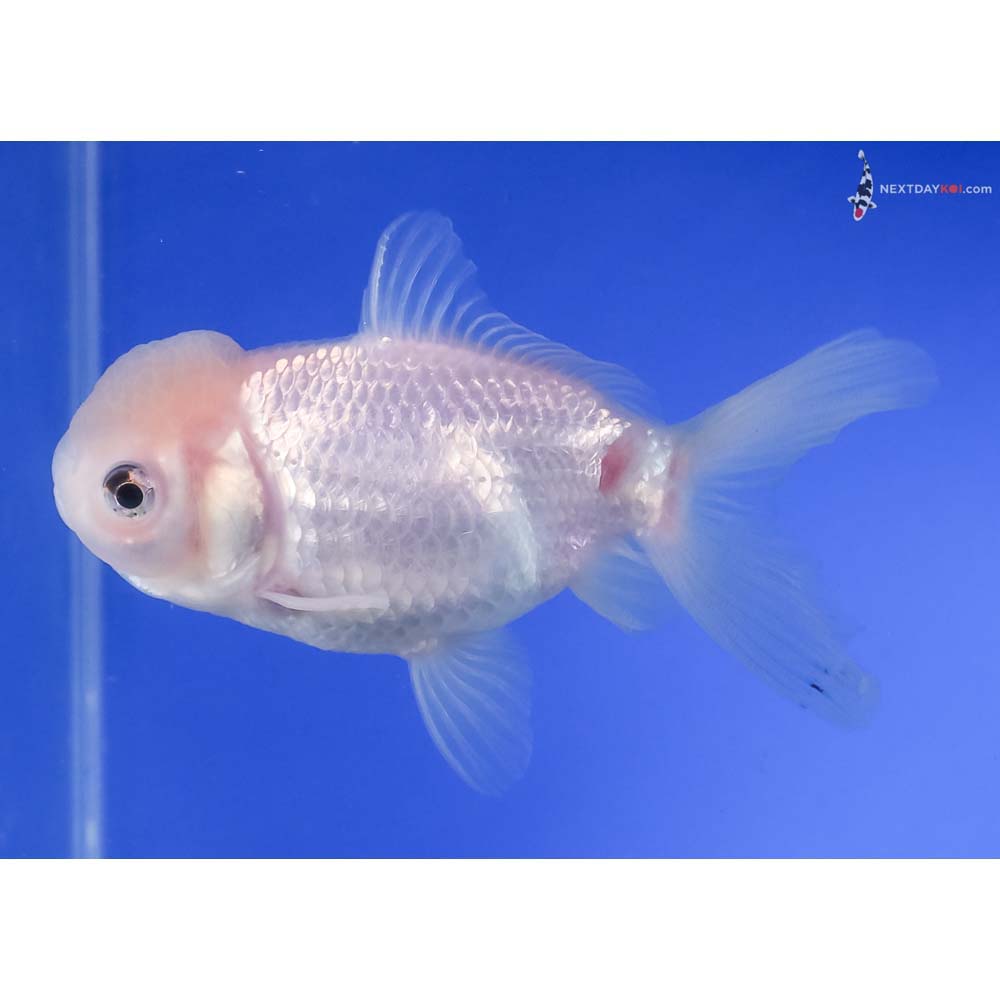4.5” Imported White Oranda