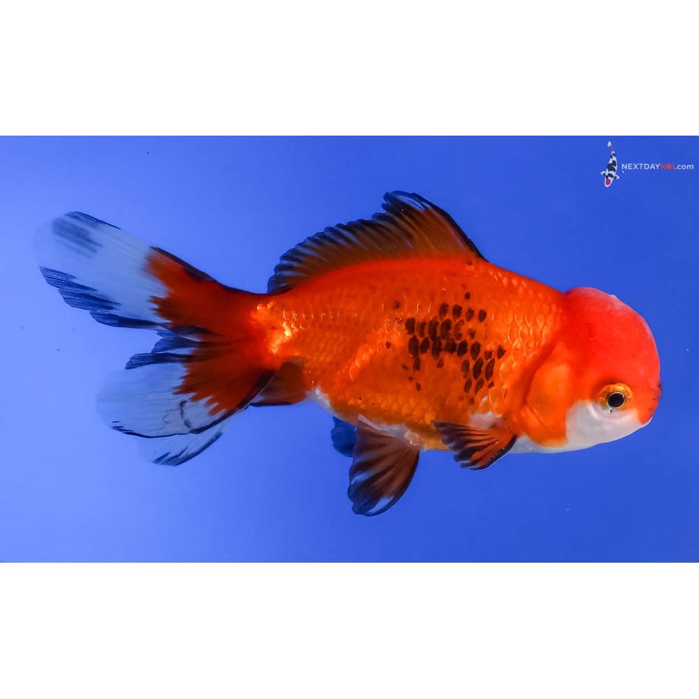 4” Imported Tri Color Oranda