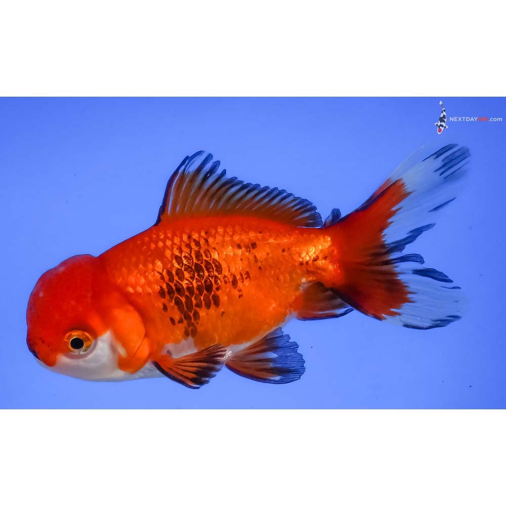 4” Imported Tri Color Oranda