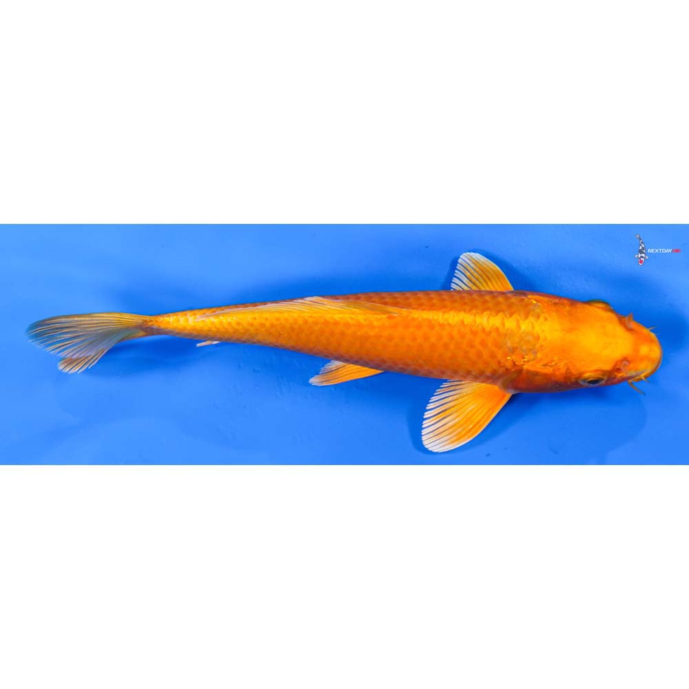 8” Imported Orenji Ogon