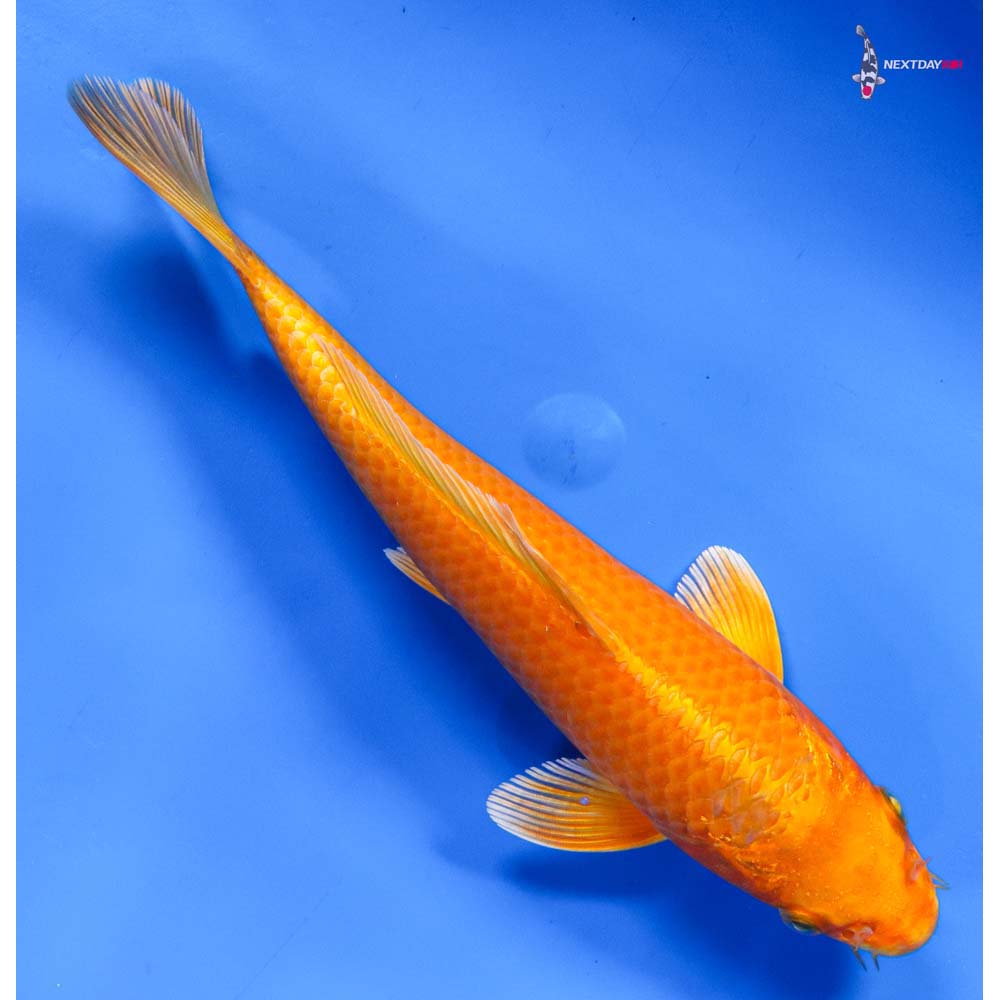 8” Imported Orenji Ogon