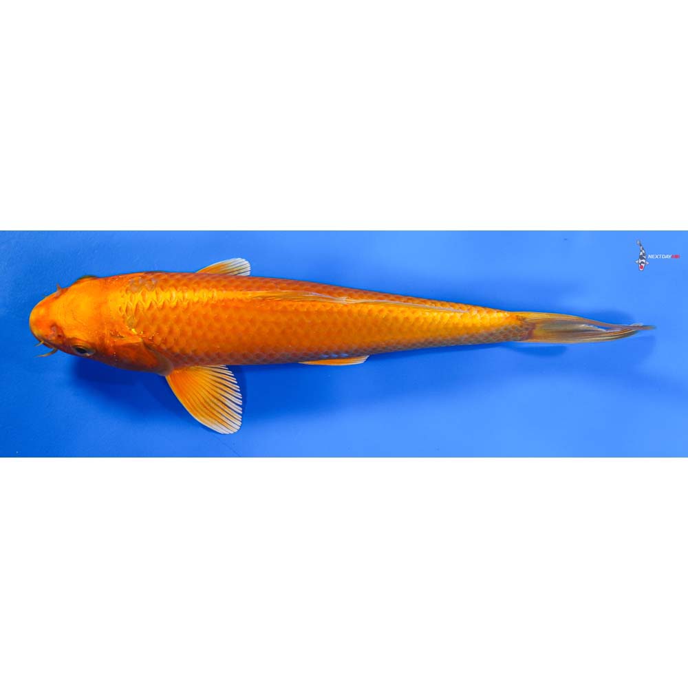 8” Imported Orenji Ogon