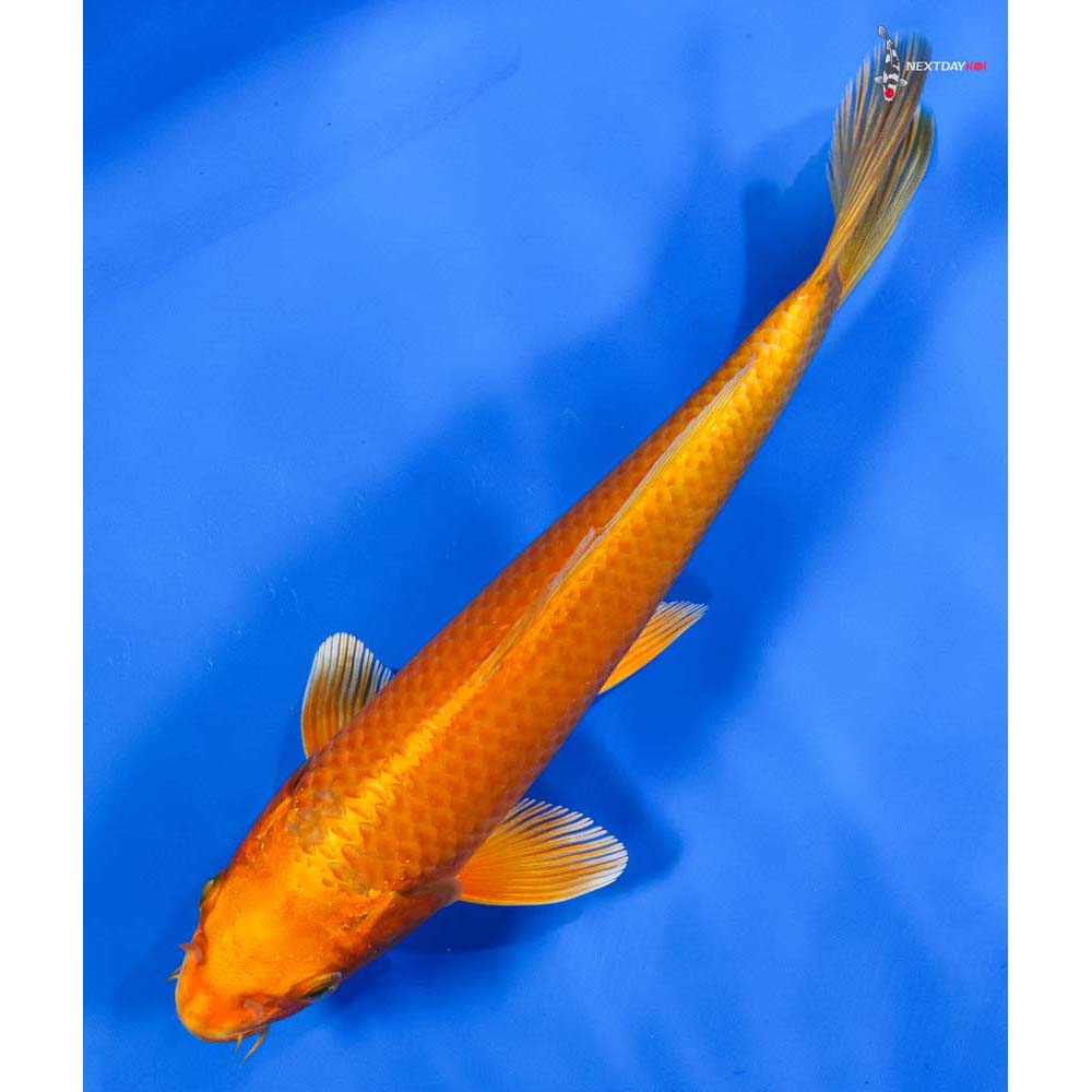 8” Imported Orenji Ogon