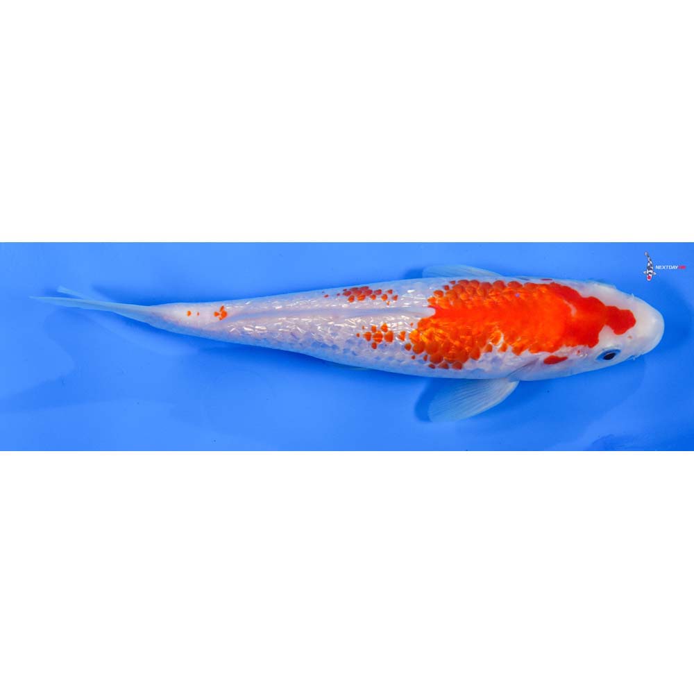 8” Imported Gin Rin Kohaku