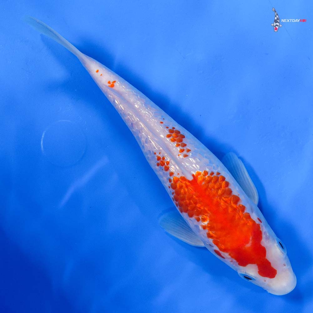 8” Imported Gin Rin Kohaku