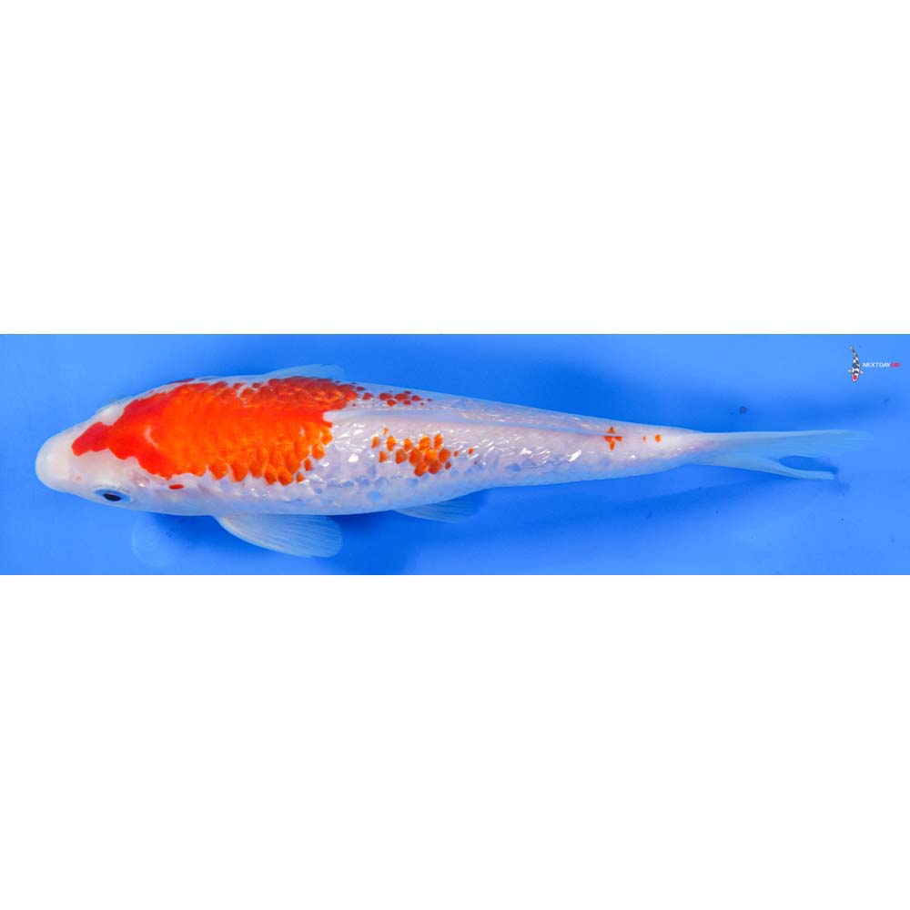 8” Imported Gin Rin Kohaku