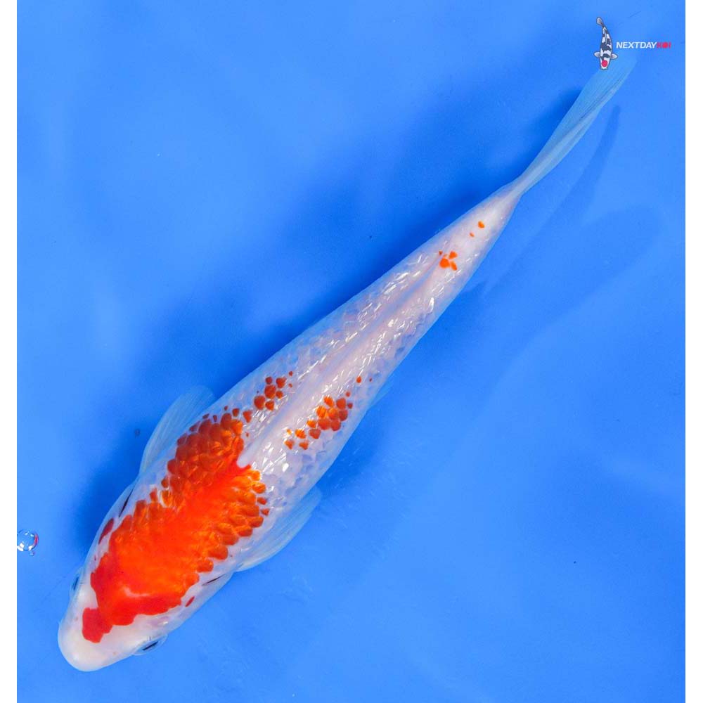 8” Imported Gin Rin Kohaku