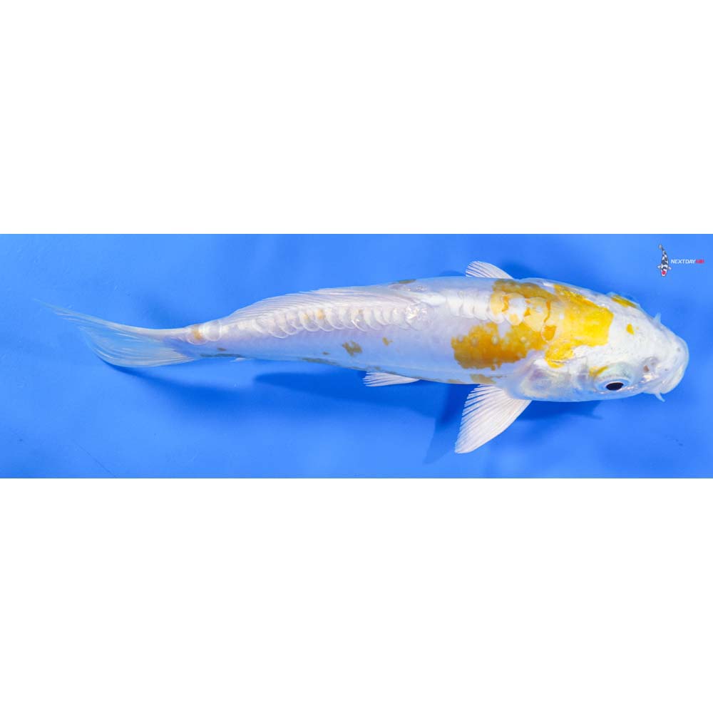 7” Imported Doitsu Lemon Hariwake