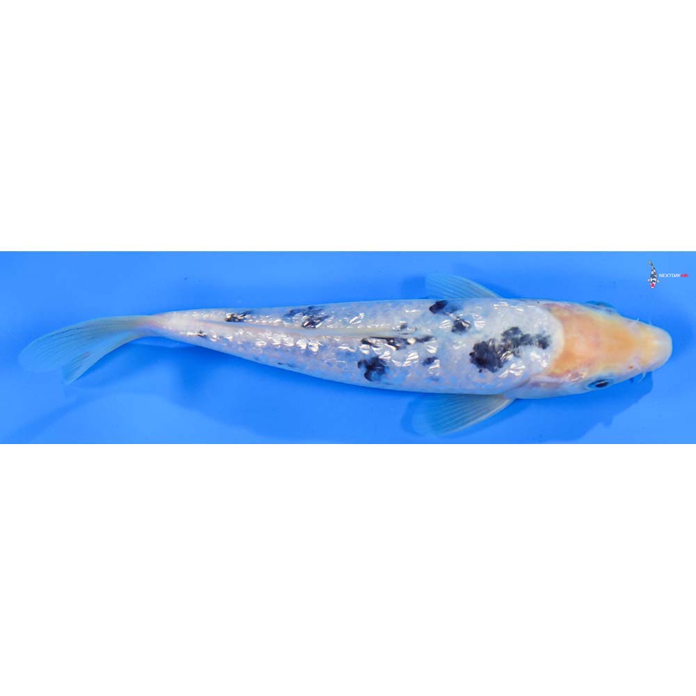 8” Imported Gin Rin Shiro Bekko