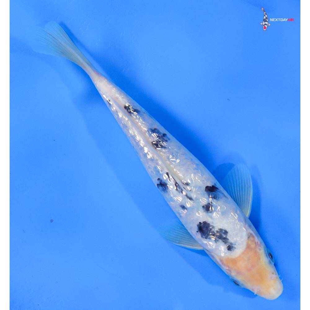 8” Imported Gin Rin Shiro Bekko