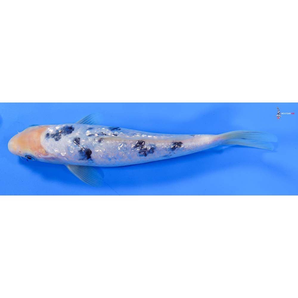 8” Imported Gin Rin Shiro Bekko