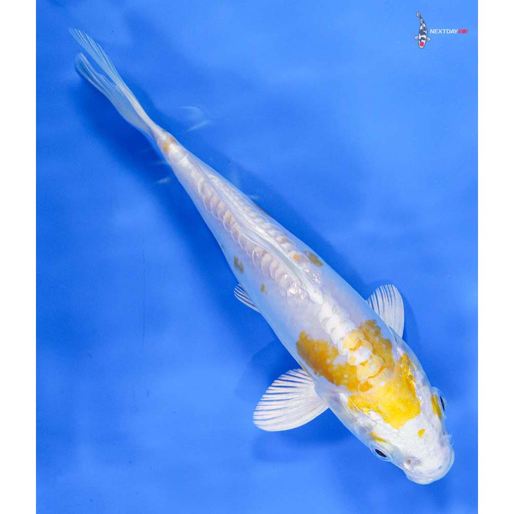 7” Imported Doitsu Lemon Hariwake