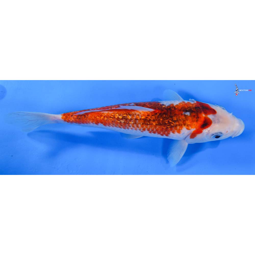 8” Imported Gin Rin Goromo