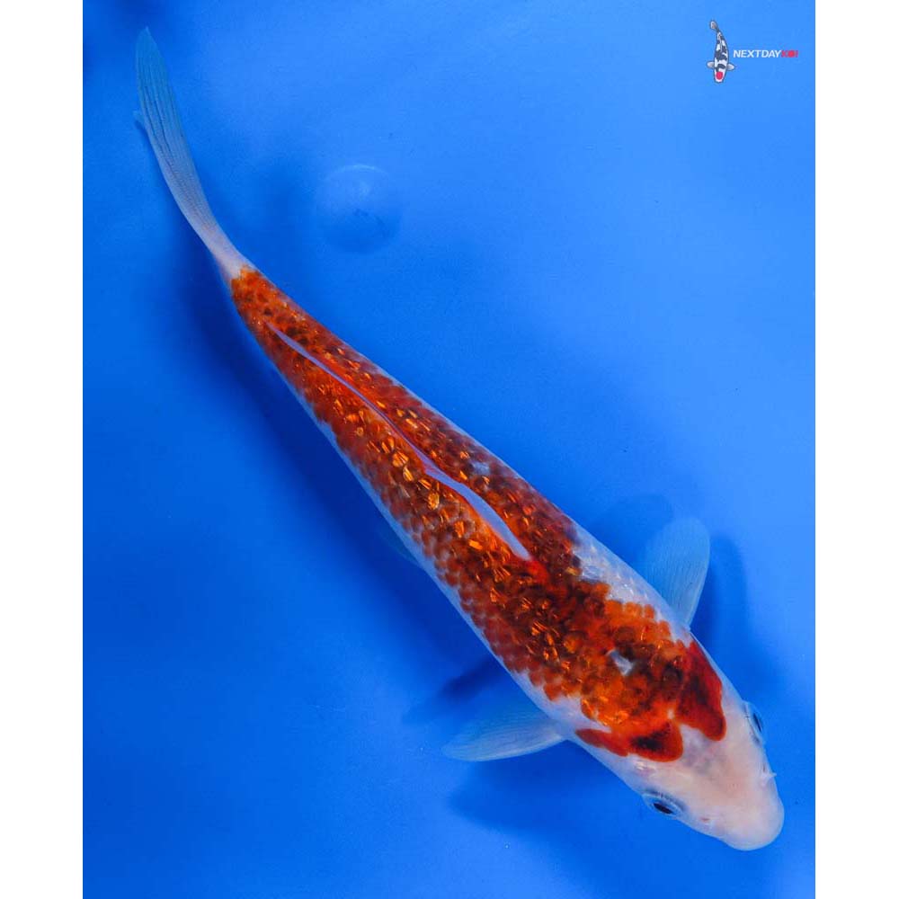 8” Imported Gin Rin Goromo
