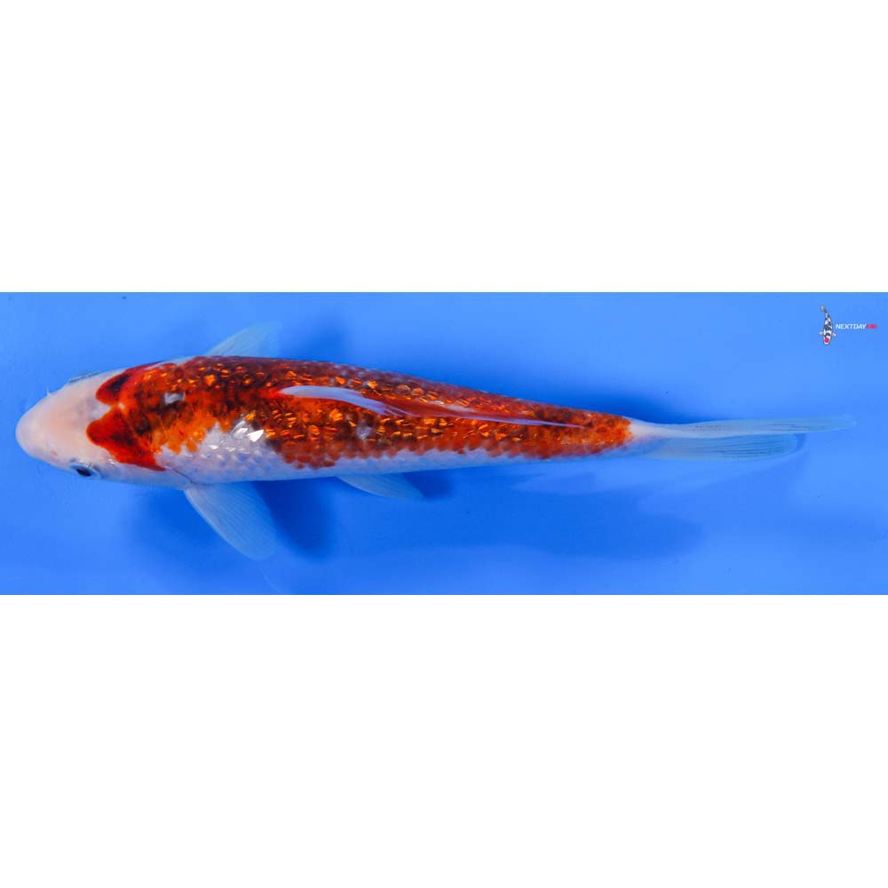 8” Imported Gin Rin Goromo