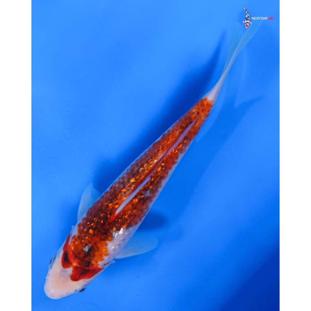8” Imported Gin Rin Goromo