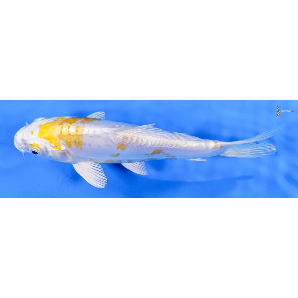 7” Imported Doitsu Lemon Hariwake