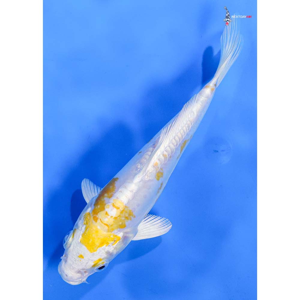 7” Imported Doitsu Lemon Hariwake