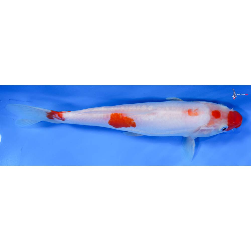 8.5” Imported Doitsu Kohaku